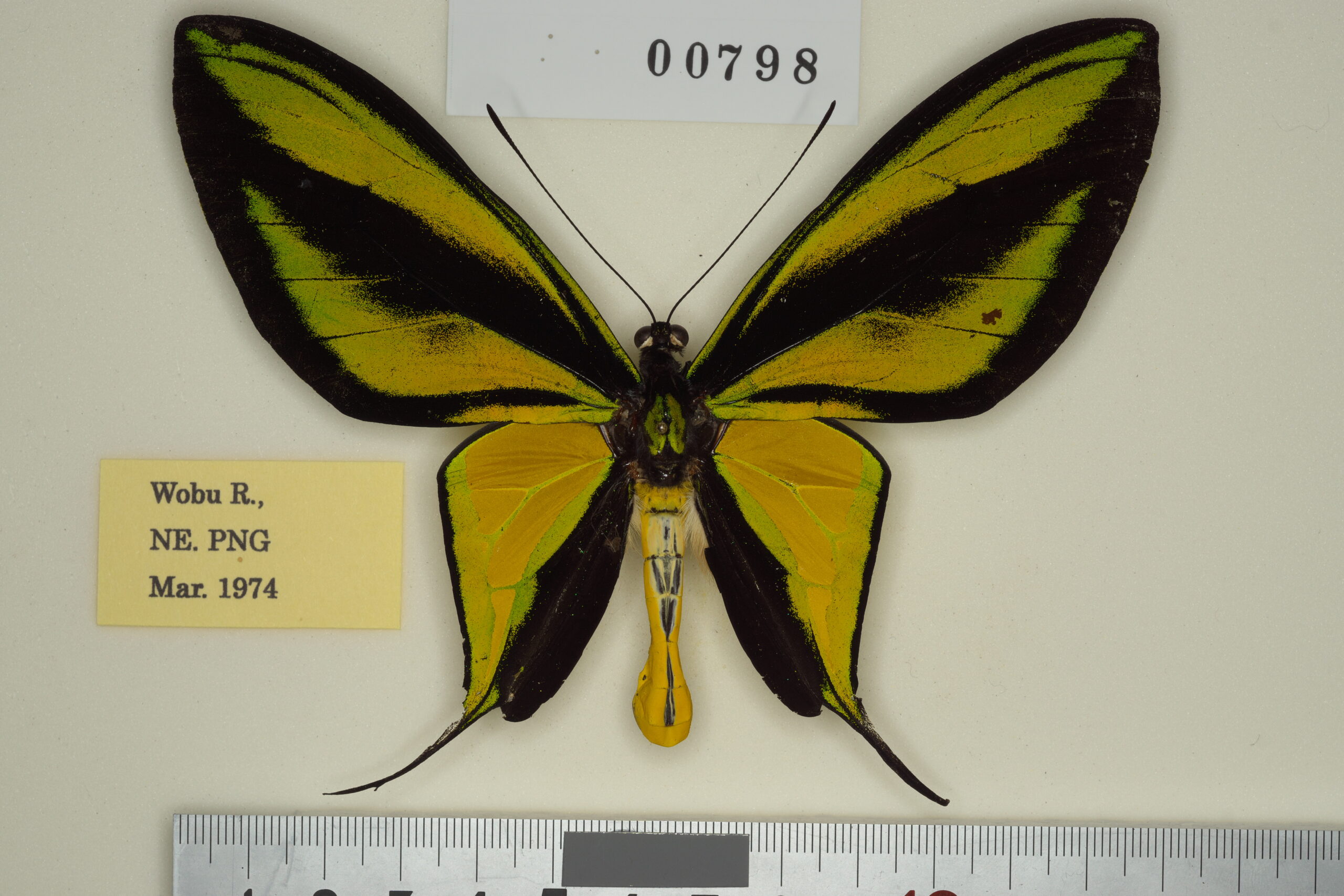 083-00797 | トリバネアゲハデジタル大図鑑（大屋崇コレクション）