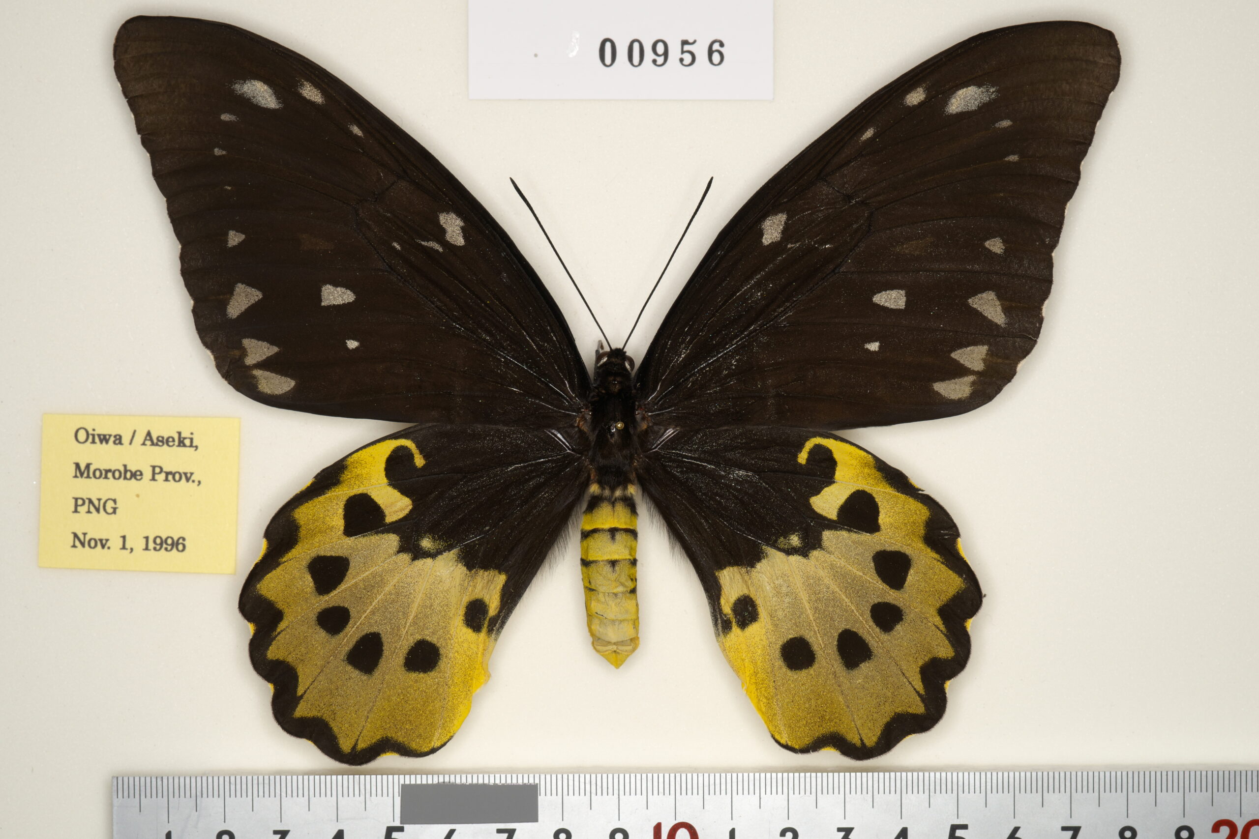 099-00956 | トリバネアゲハデジタル大図鑑（大屋崇コレクション）