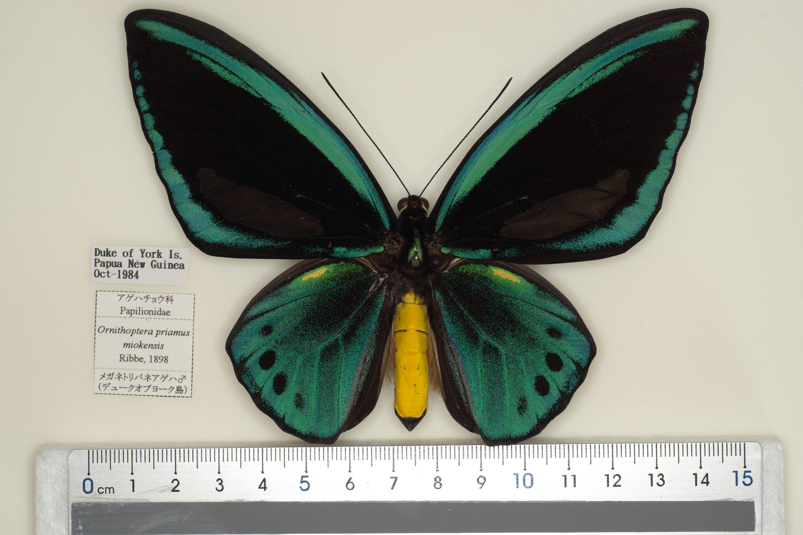 蝶標本 ヒメアオメガネトリバネアゲハ ペア 蝶標本 メガネ