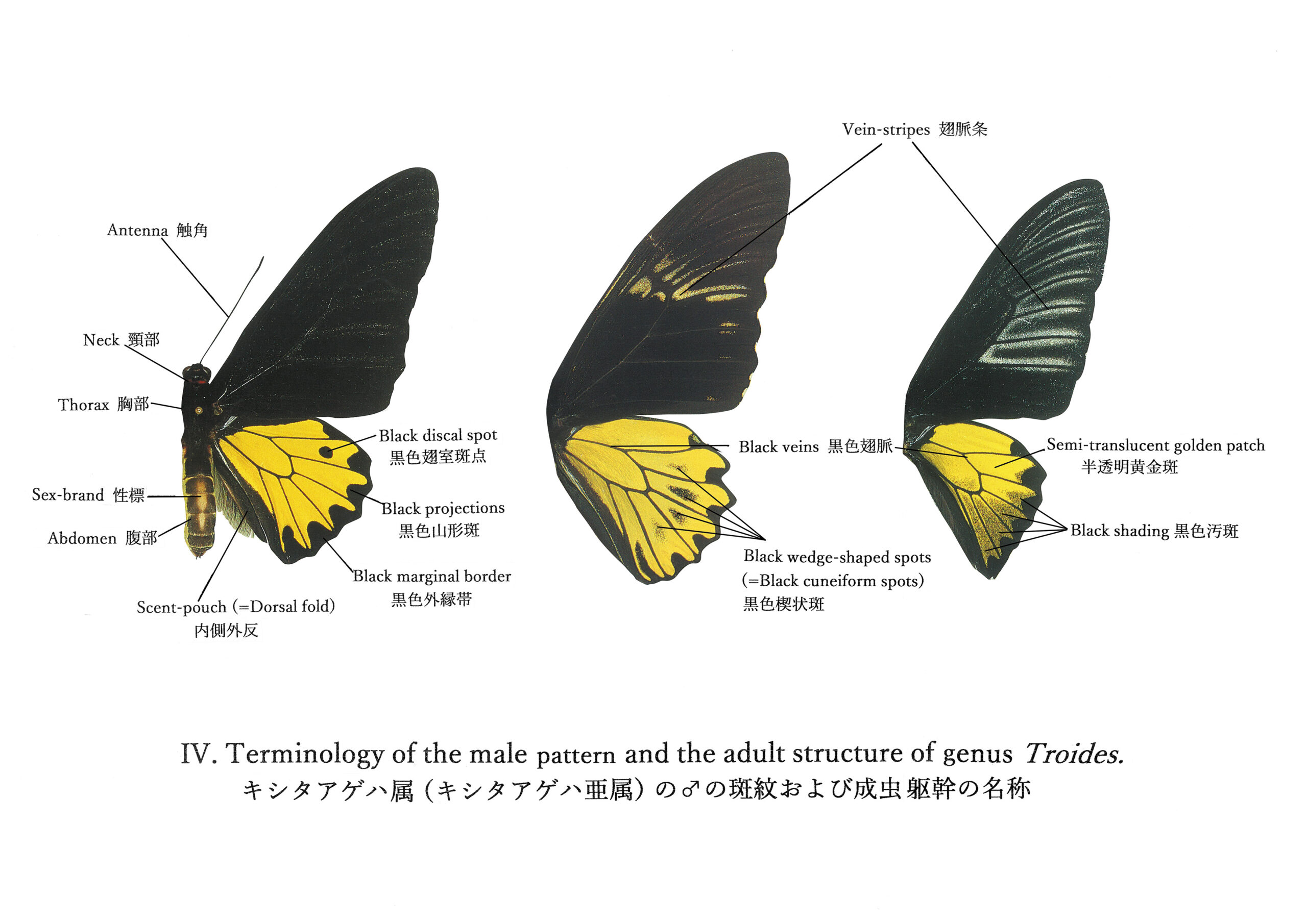 croesus（アカメガネトリバネアゲハ） | トリバネアゲハデジタル大図鑑