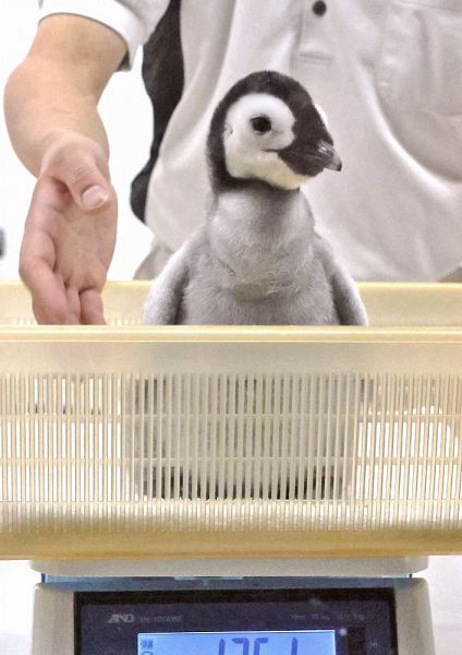 ペンギン赤ちゃんすくすく：紀伊民報AGARA｜和歌山県のニュースサイト