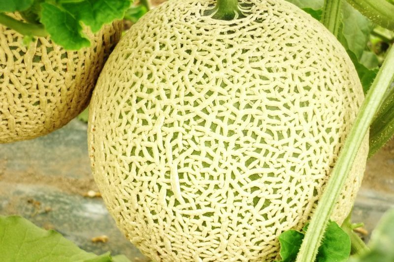 フルーツランド北会津｜観光・体験｜会津若松の公式観光情報サイト