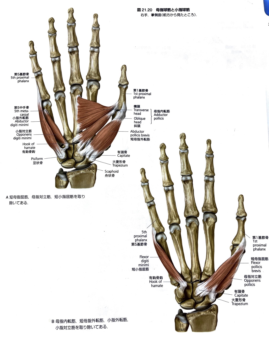 コラム】手の構造について② | エール神経リハビリセンター 伏見