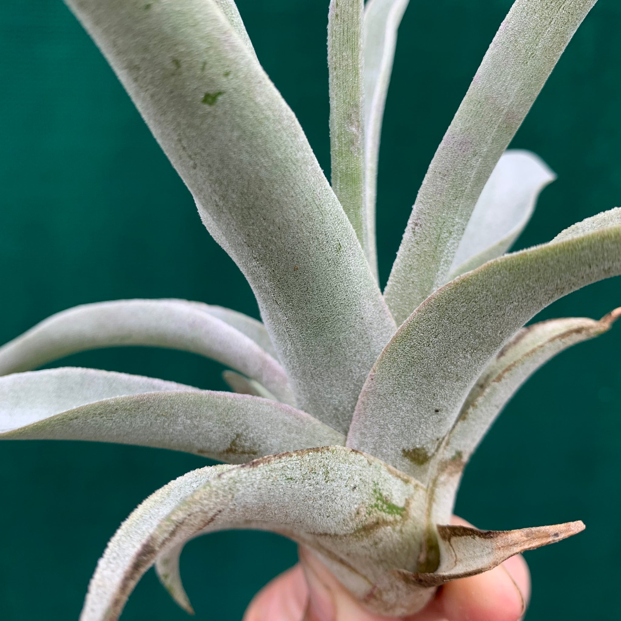 Tillandsia - mima ex. PT - Air Plant Decor