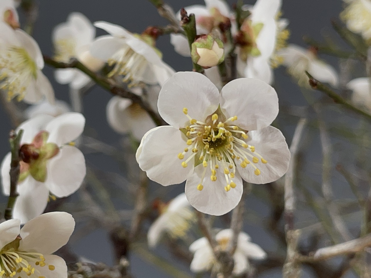 甲州野梅 ※展示会用 山採り古木！！ [赤富士園]