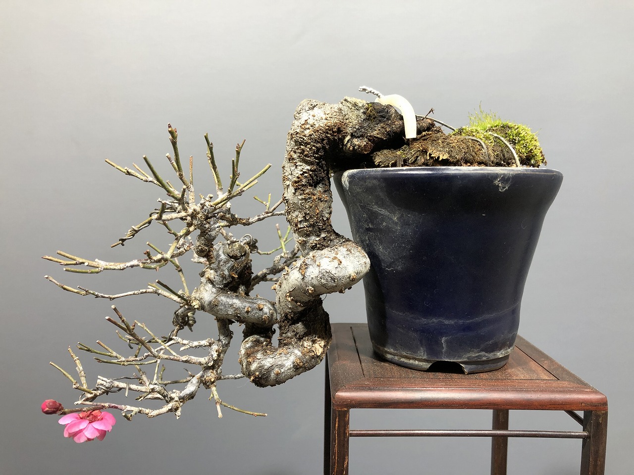 山木 甲州野梅 白一重 咲きます 香り良し 甲州野梅 白一重 咲きます