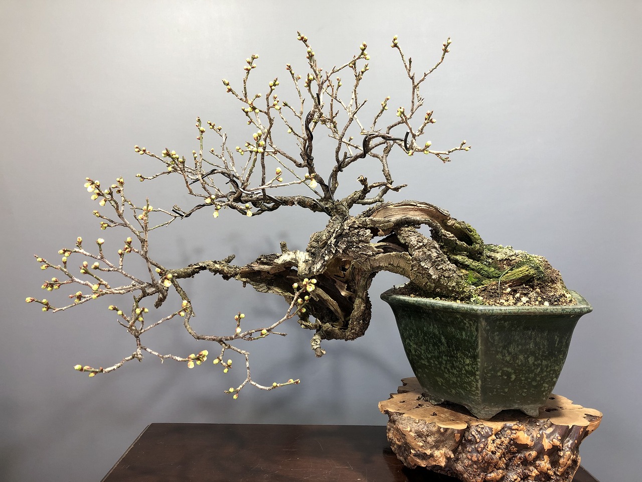 野梅 ※抜群の古さ！！ [赤富士園]