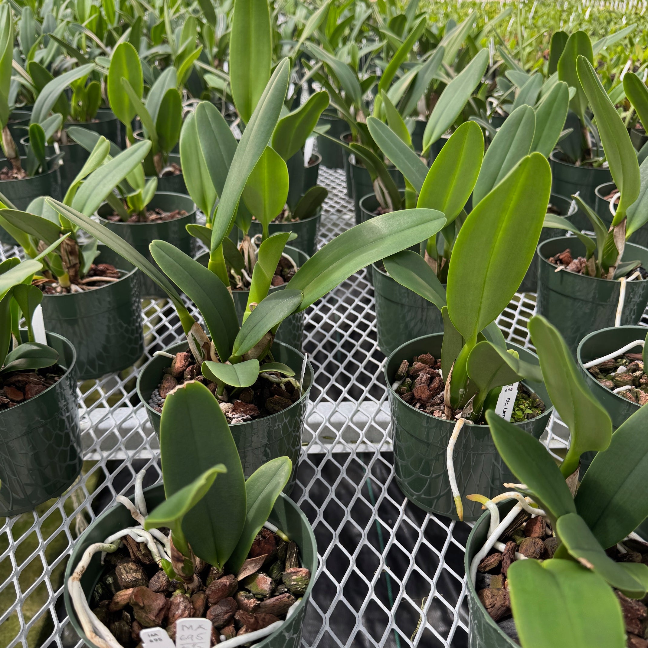 Rlc. Larry Nishikawa 'Volcano Princess' (5.5