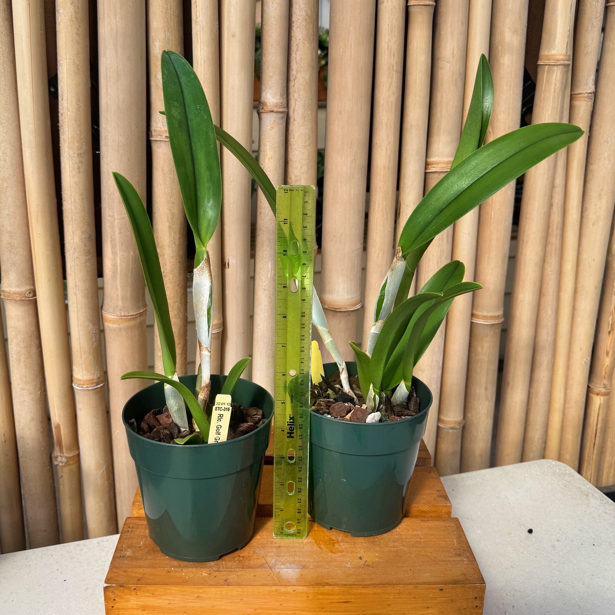 lical 2nd single「それは造花」 lical「それは造花」MusicVideo - YouTube