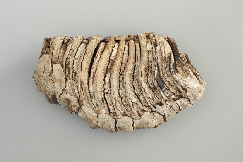 アキハクコレクション 秋田県立博物館