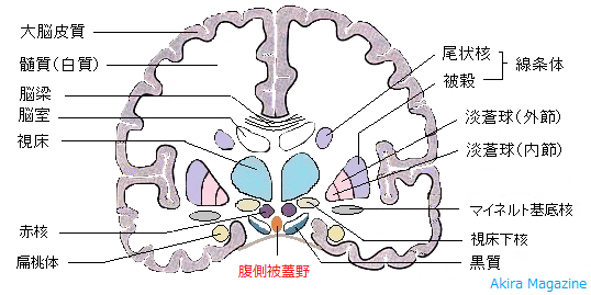脳幹のおはなし | 中脳 | 腹側被蓋野 | 赤核 | 橋 ・青斑核 | 延髄