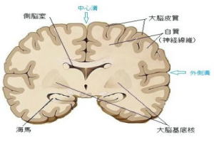 大脳皮質のおはなし | 大脳皮質 | 前頭葉 | 眼窩前前頭皮 | 前頭連合野