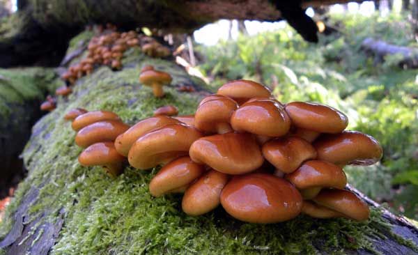 ブナ帯のきのこ図鑑 | 秋田のグリーン・ツーリズム総合情報サイト 美の