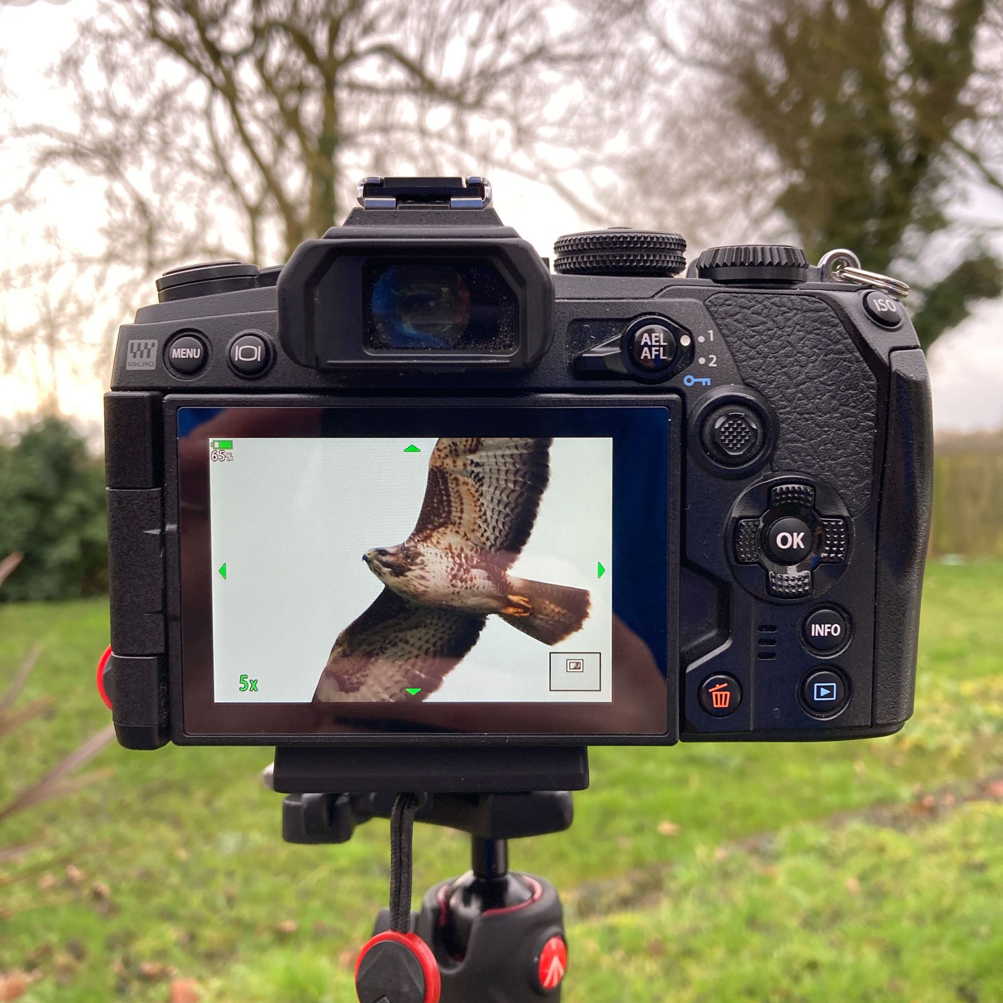 A Year with the Olympus OM-D E-M1 Mark III | Alex Roddie