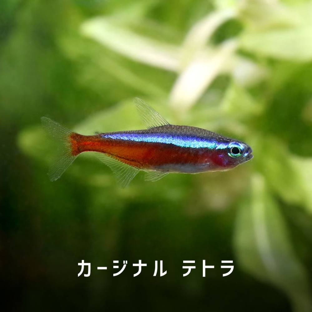 熱帯の魚、木製、紫と青のグラデーション 約30cm パウパウにいる海水魚の一部ご紹介「熱帯魚ショップパウパウアクア