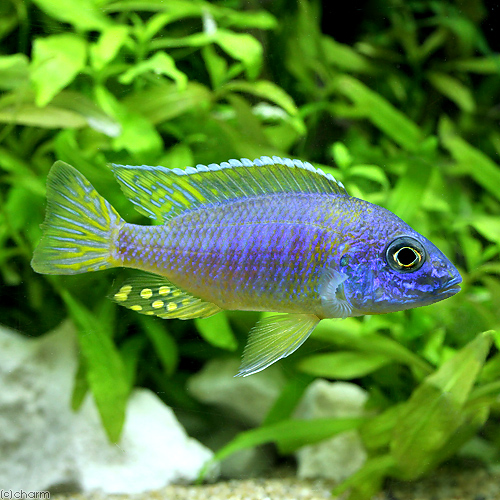 稚魚を口で育てる。アフリカンシクリッドのユニークな子育て | AQUALASSIC