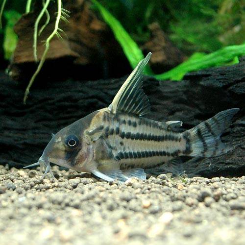 こりどらす コリドラス・イルミネータス“ゴールド”<熱帯魚解説> | AQUALASSIC