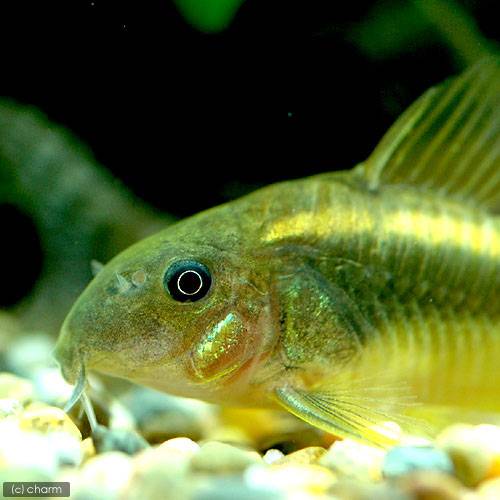 こりどらす コリドラス・イルミネータス“ゴールド”<熱帯魚解説> | AQUALASSIC