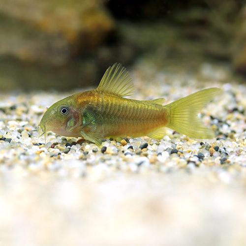 こりどらす コリドラス・イルミネータス“ゴールド”<熱帯魚解説> | AQUALASSIC
