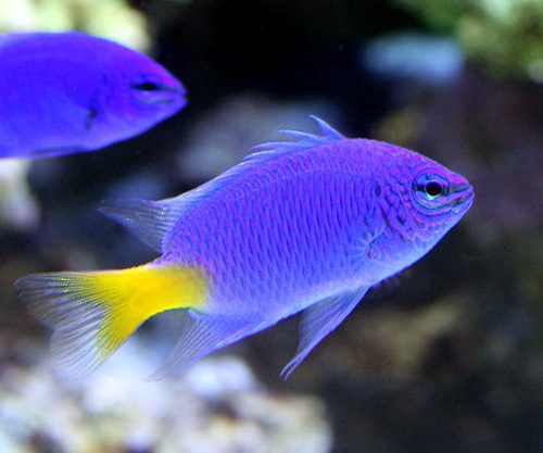 お魚同士の相性 – アクアリンクBlog