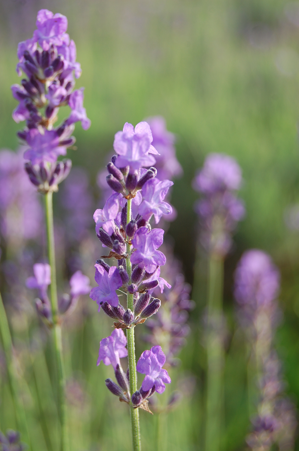 オーガニックラベンダーフェア2021 | ARTQORGANICS（アロマティーク