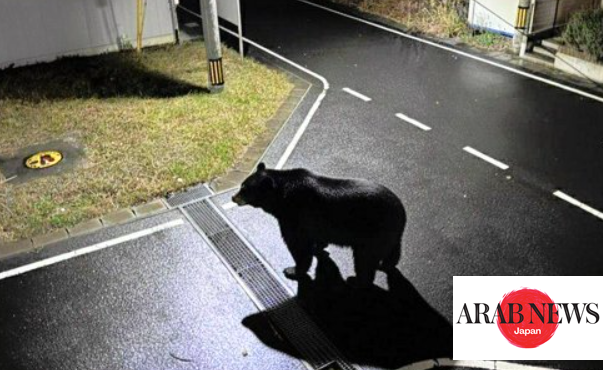 日本のスキー場でクマが目撃される｜ARAB NEWS