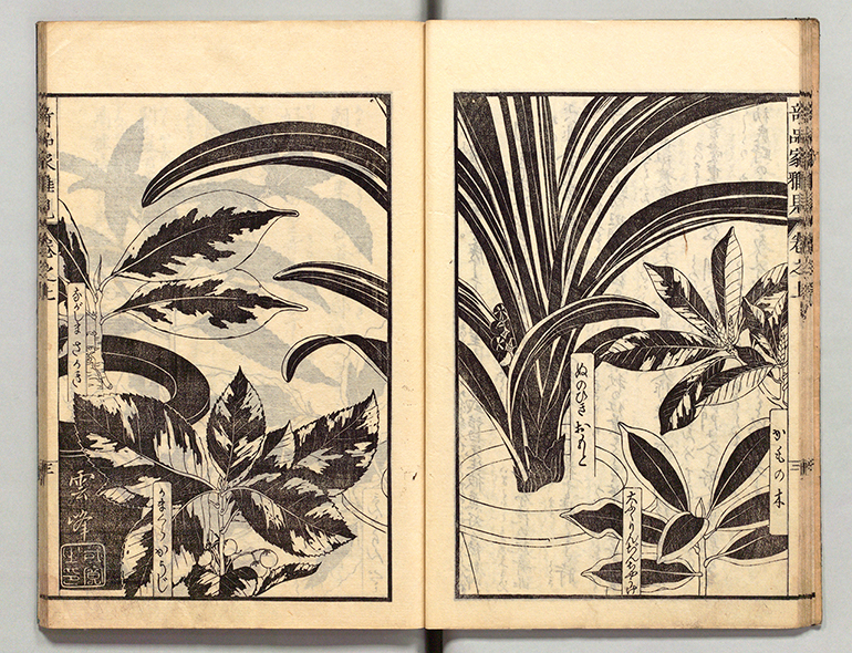 奇品植物の流行｜江戸の花だより｜国立公文書館