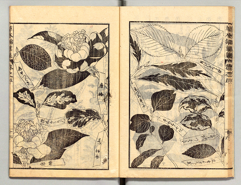 奇品植物の流行｜江戸の花だより｜国立公文書館