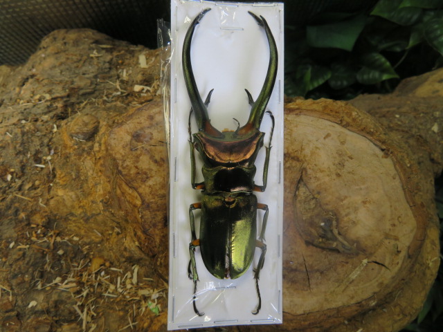 エラフスホソアカクワガタ 標本105ミリ ヤフオク・出品中! | 外国産