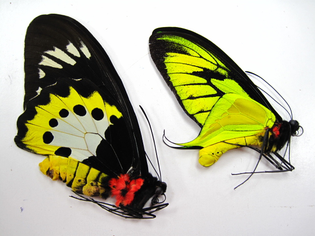 ゴクラクトリバネアゲハ販売/チトヌストリバネアゲハ販売