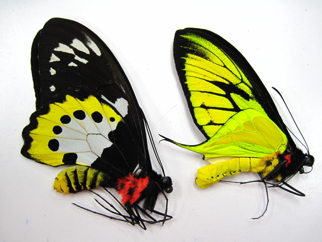 ゴクラクトリバネアゲハ Mt.Arfak 蝶標本 ゴクラクトリバネアゲハ Mt