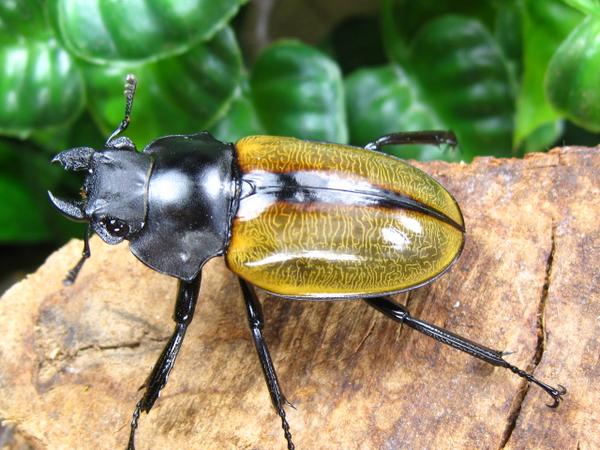 スペクタピリスツヤクワガタ/大歯/外国産クワガタ販売アリスト | 外