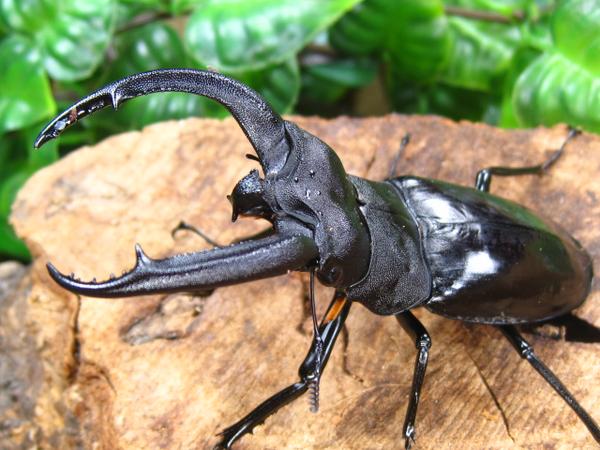 【標本】リノケロスフタマタクワガタ　スマトラ島産　98.0ミリ　野外品 hx>リノケロスフタマタクワガタ/スマトラ島/アリスト | 外国産 昆虫