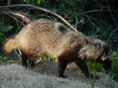 タヌキ 動物 森の四季 ぐんま天文台