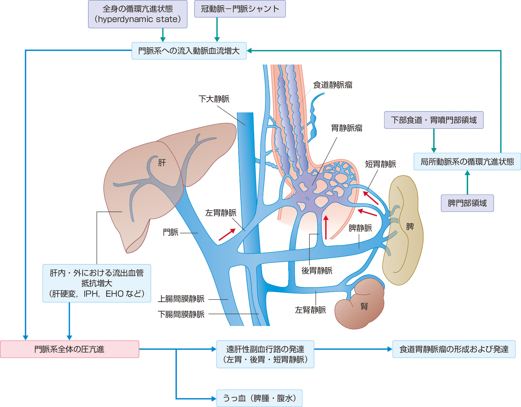 朝倉書店『内科学』（第12版）デジタル付録