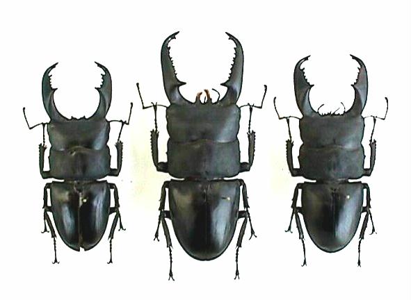 怪説・世界のクワガタ」 第5回 ヒラタクワガタ