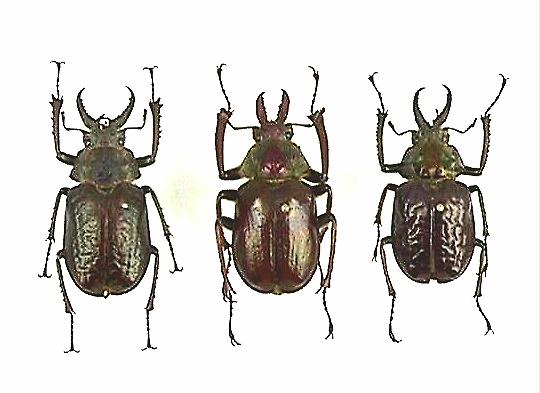 ペルー産ギガンテウスシワバネクワガタ83mm ペア