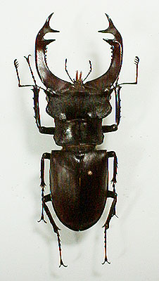 欧州各国のユーロミヤマ