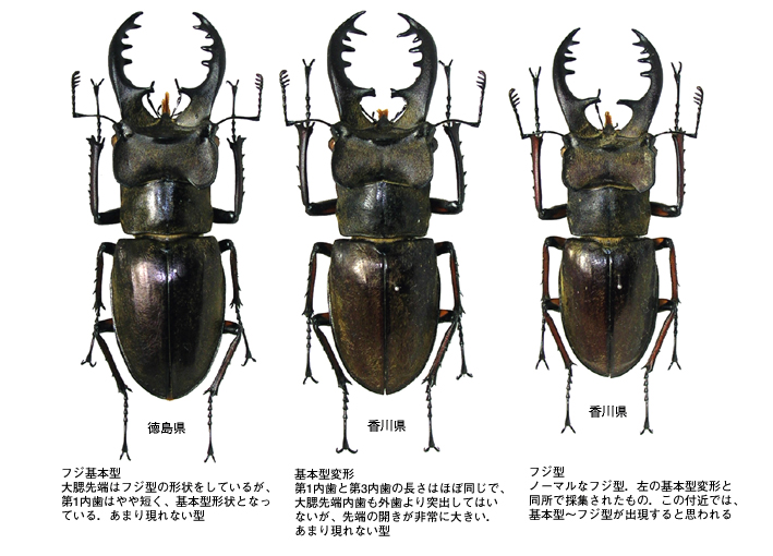 日本のミヤマクワガタについて知っていること