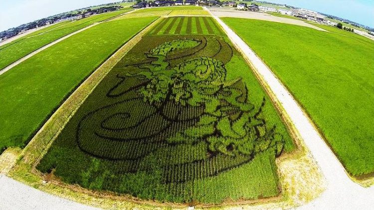 舟川べり田んぼアート | あさひさんぽ | あさひ暮らし旅〈朝日町観光