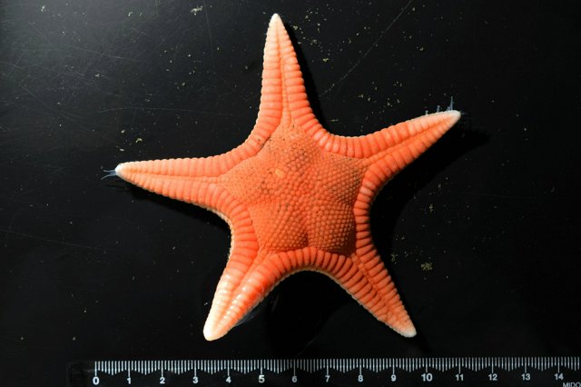 新種のヒトデ、相模灘で発見 水深350メートルの海底 漁船が捕獲