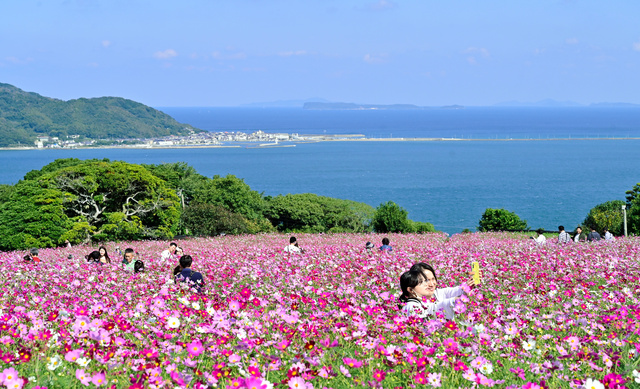 秋風に揺れる50万本、青い空と海を背景にコスモスが見頃 福岡 [福岡県