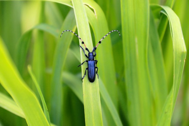 希少カミキリをかつての生息地に「再導入」 繁殖個体使い定着めざす