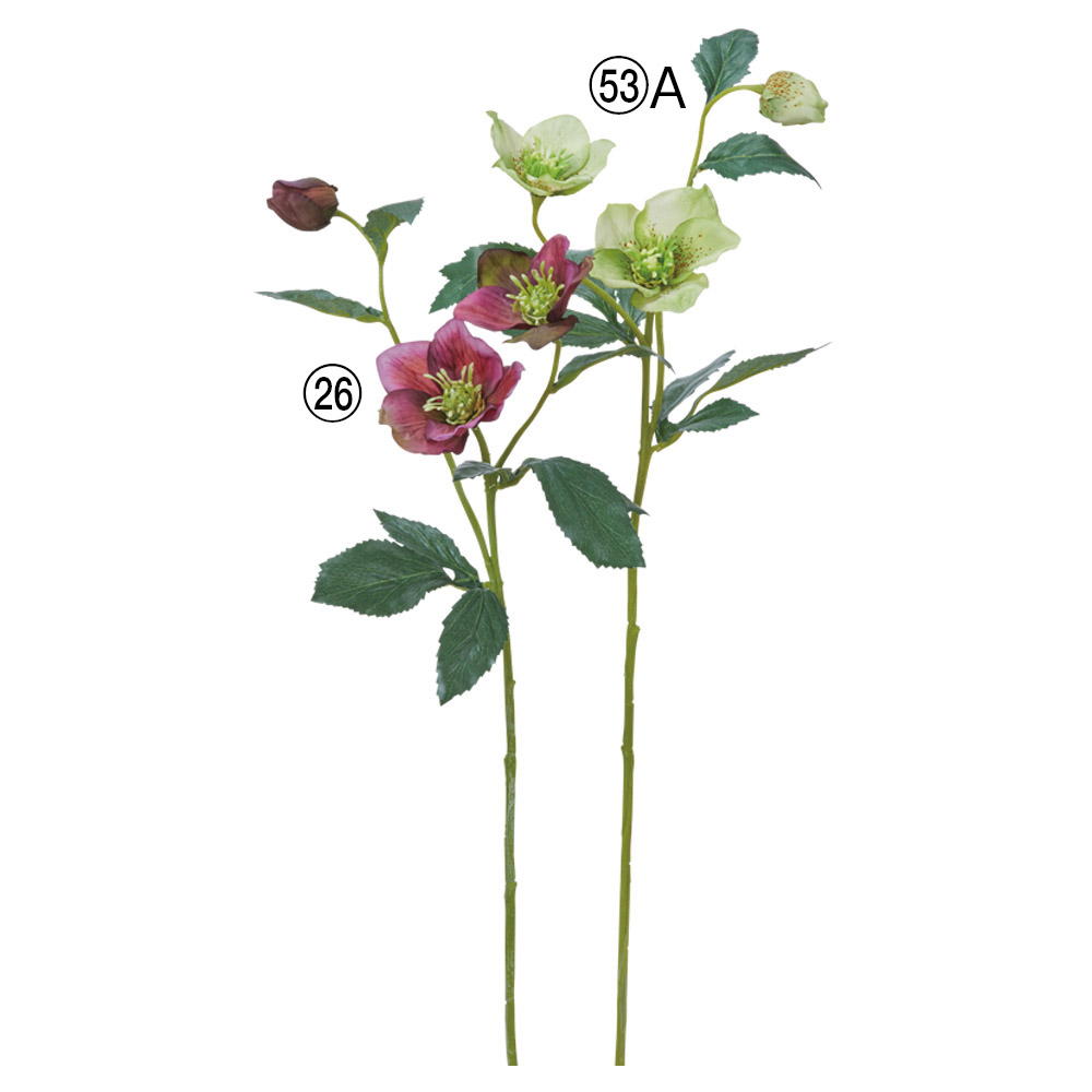 クリスマスローズ×2つぼみ×1｜商品案内｜株式会社アスカ商会