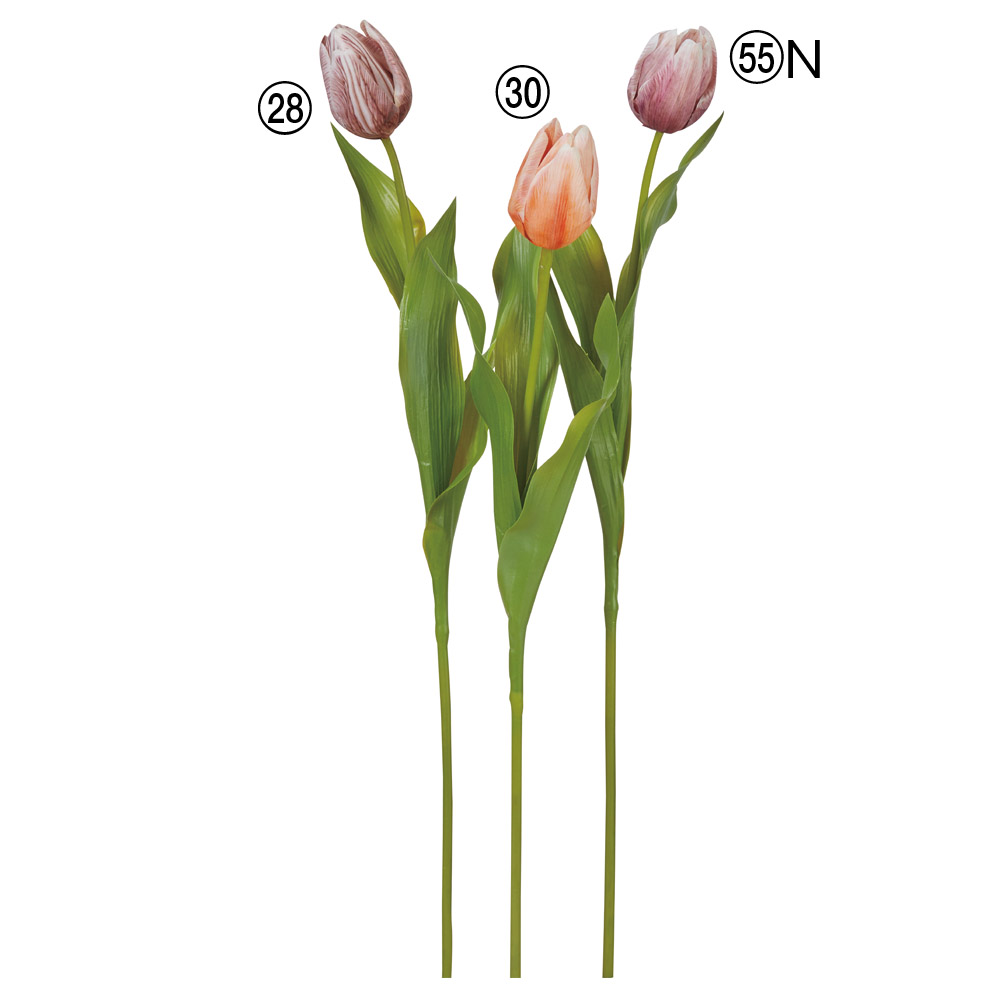 チューリップ｜商品案内｜株式会社アスカ商会
