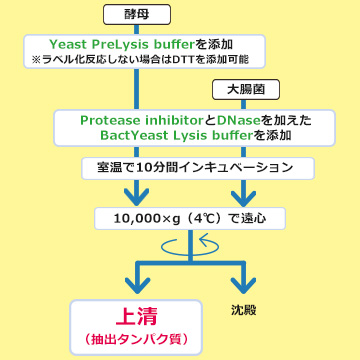 WSE-7423 EzBactYeastCrusher | 細胞分画・タンパク質抽出 | 電気泳動