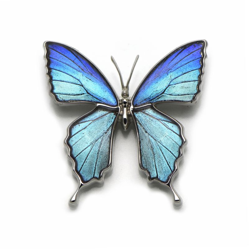 タミラスムラサキシジミ 蝶の翅 ブローチ兼ペンダント シルバー925