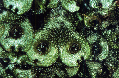 奥深い“コケ”の世界を探る 岩月 善之助 氏