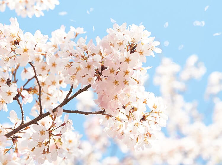 資料請求・願書 | 跡見学園女子大学