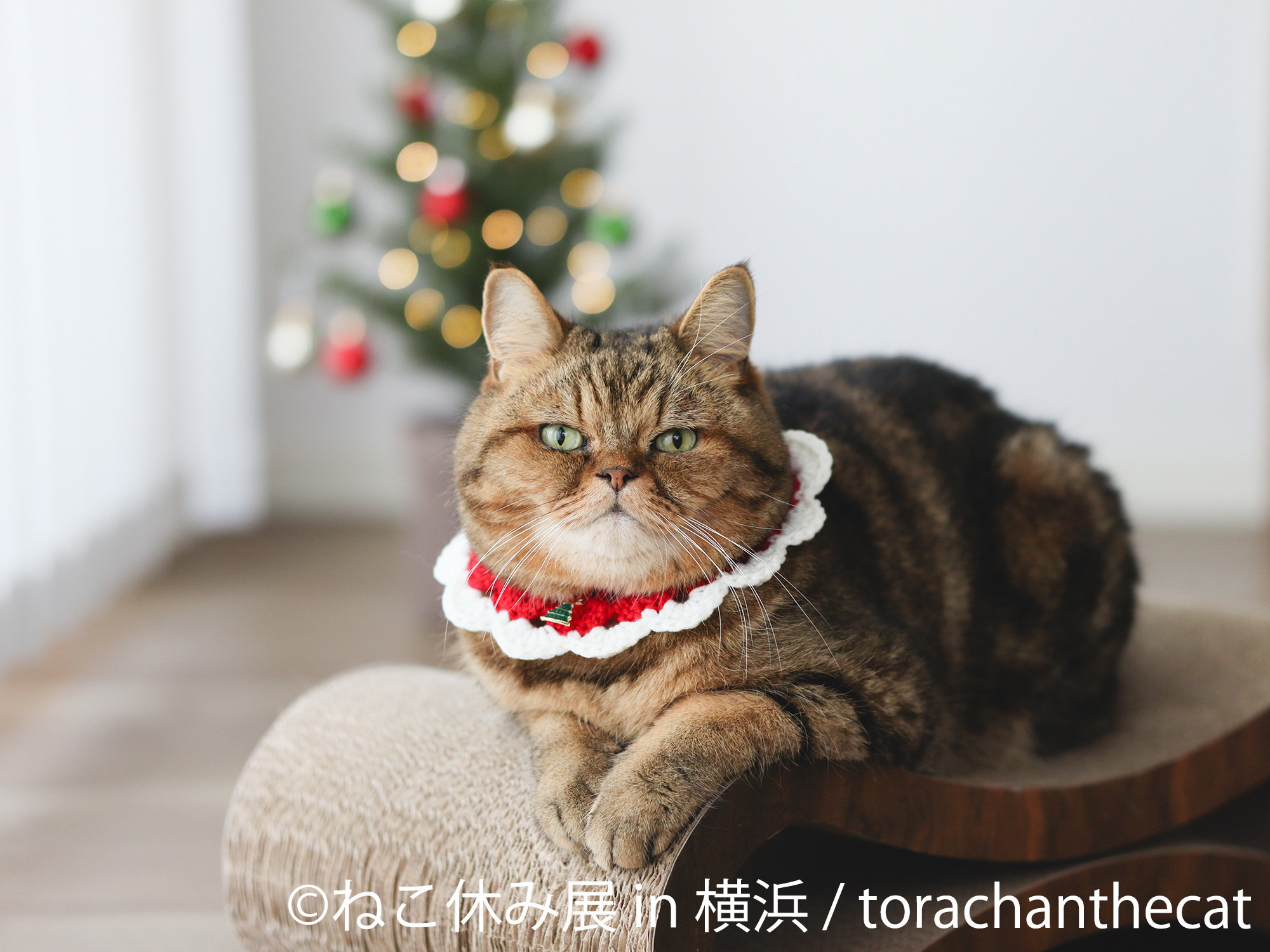 2年ぶり横浜上陸！人気クリエイター作品が大集結♪ 累計200万人が癒